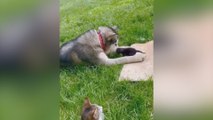 Perro y gato conociéndose por primera vez