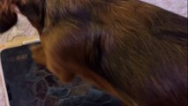 Tech-savvy puppies: Two dachshunds love playing a game on the iPad