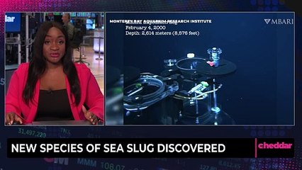 New Species of Sea Slug Discovered