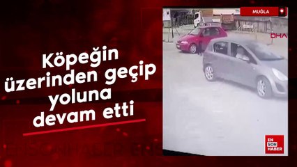 Muğla'da köpeğin üzerinden geçip yoluna devam etti