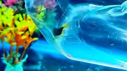 My Guppy Fish Giving Birth To Live Fry Again 😲