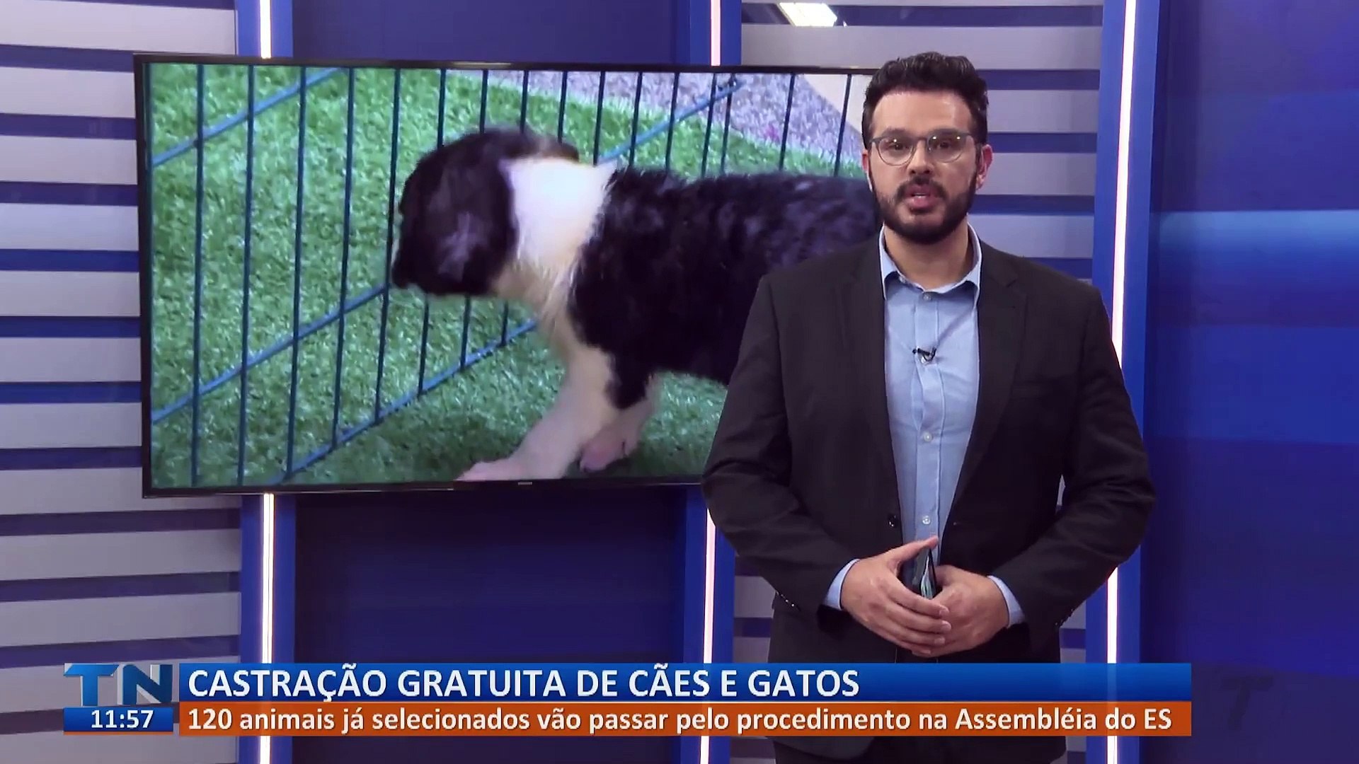 Castração gratuita de cães e gatos em Vitória