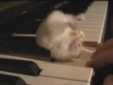 Hamster eats a popcorn-- Piano