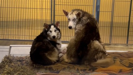 Three Feral Husky Siblings Were Found Huddled Together