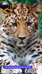 ✅Música calma para afastar qualquer energia venosa espiritual- Serenidade e tranquilidade #Shorts