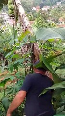 cutting down coconut trees