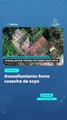 Avasallamiento frena cosecha de soya