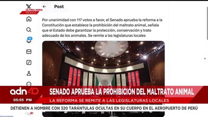 🚨¡Última Hora! Senado aprueba prohibición del maltrato animal