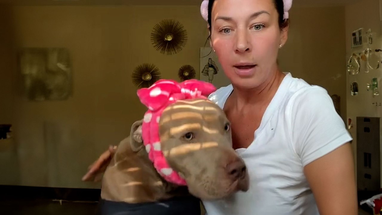 Stray Pittie Jumps Into Woman's Lap