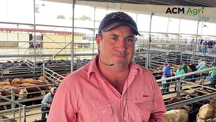 Bairnsdale store cattle sale