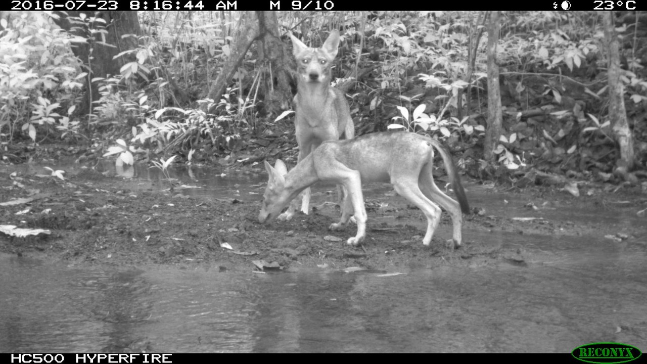 Recomendaciones para alejas animales silvestres de los hogares