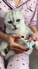 How to trim cat claws