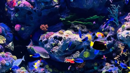 Fun and Fascinating Facts About Australia! 🇦🇺