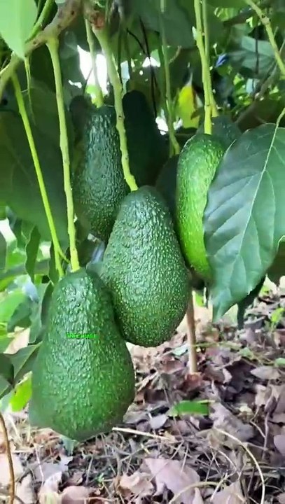 Eat Avocados Regularly - Health Tips - Healthcare.