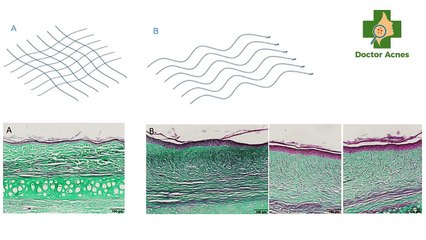 Peptide là gì? Công dụng của peptide trong chăm sóc da
