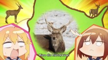 [Fusoku Subs] Shikanoko Nokonoko Koshitantan 11