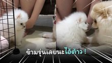เจ้าตูบขนปุกปุยหยอกล้อกัน น่ารักน่าเอ็นดู !