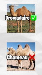 Trouve le bon animal
