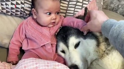 Hamile sahibinin bebeğini dört gözle bekleyen köpeğin her günü kayıt altına alındı