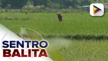 Mga magsasaka at mga mangingisda sa Pangasinan na nasalanta ng bagyo, hahatiran din ng tulong ni PBBM