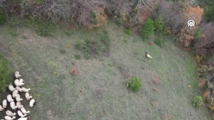 Bartın'da kurtların koyunlara saldırısı dronla görüntülendi