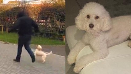 Der Kakadu der Familie Moment wird am helllichten Tag entführt