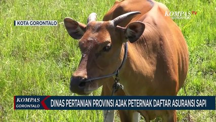 Beri Jaminan dan Perlindungan, Dinas Pertanian Provinsi Gorontalo Ajak Peternak Daftar Asuransi Sapi