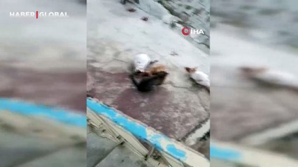 Tunceli’de güldüren anlar: Bu tilki, her gün kedilerle mama yiyor