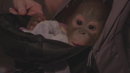 Baby orangutan travels first class to join youngsters at Dorset monkey sanctuary