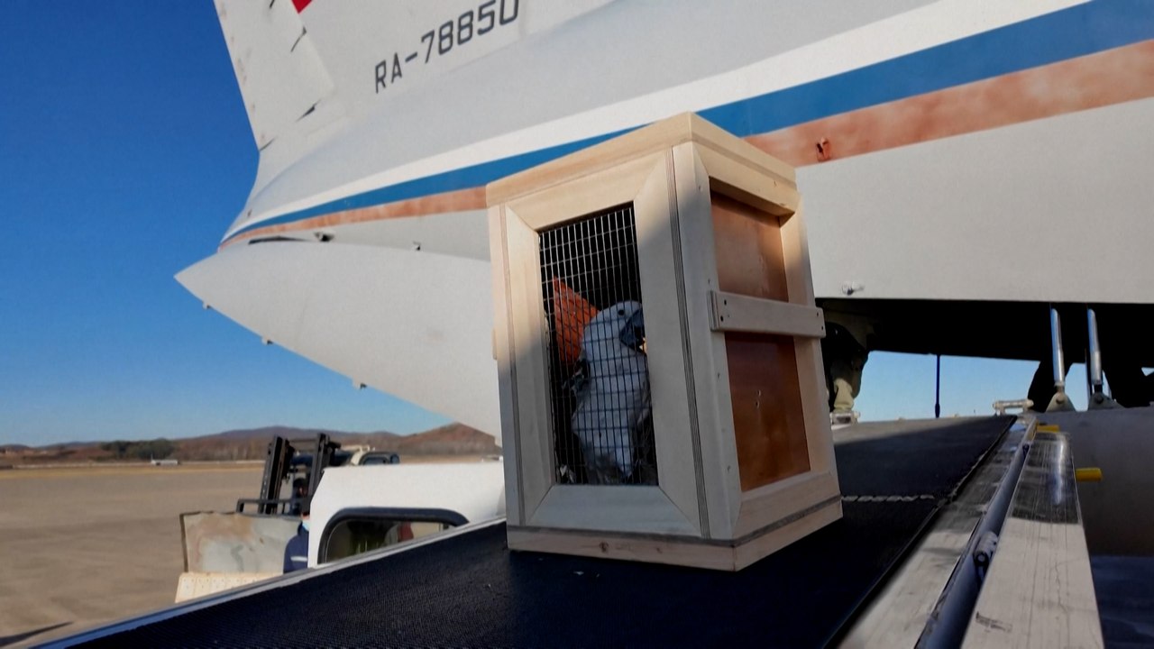 Russland schenkt Nordkorea Bären, Vögel und einen Löwen