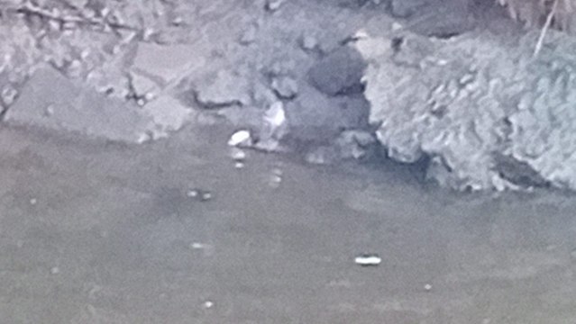 An otter (madra uisce) tucking into a fluke (leith) for her/his breakfast in the Pennyburn in Derry on November 22, 2024