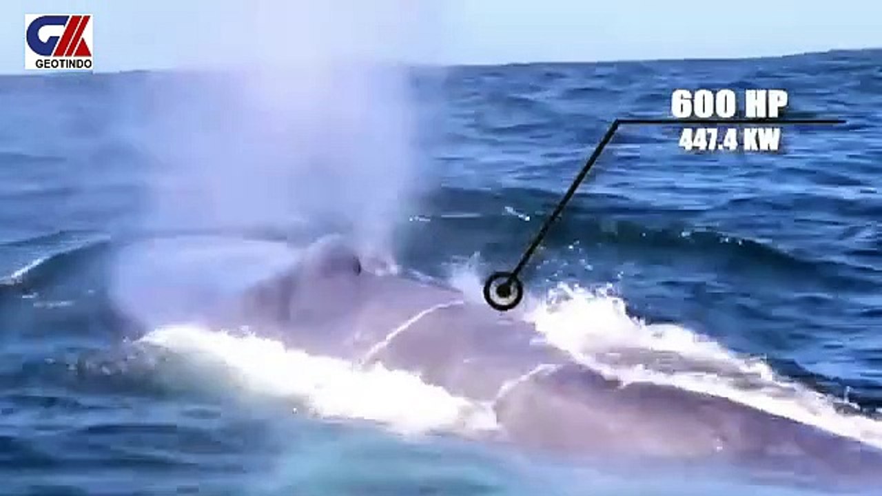 BLUE WHALE