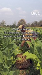 En Afrique, la culture du tabac menace la sécurité alimentaire des habitants