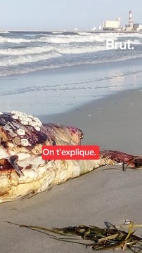 La faune marine de Gabès menacée par la pollution