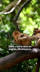 5 questions simples sur le Monkeypox