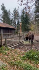 LES PLUS SCANDINAVES animaux de Skansen