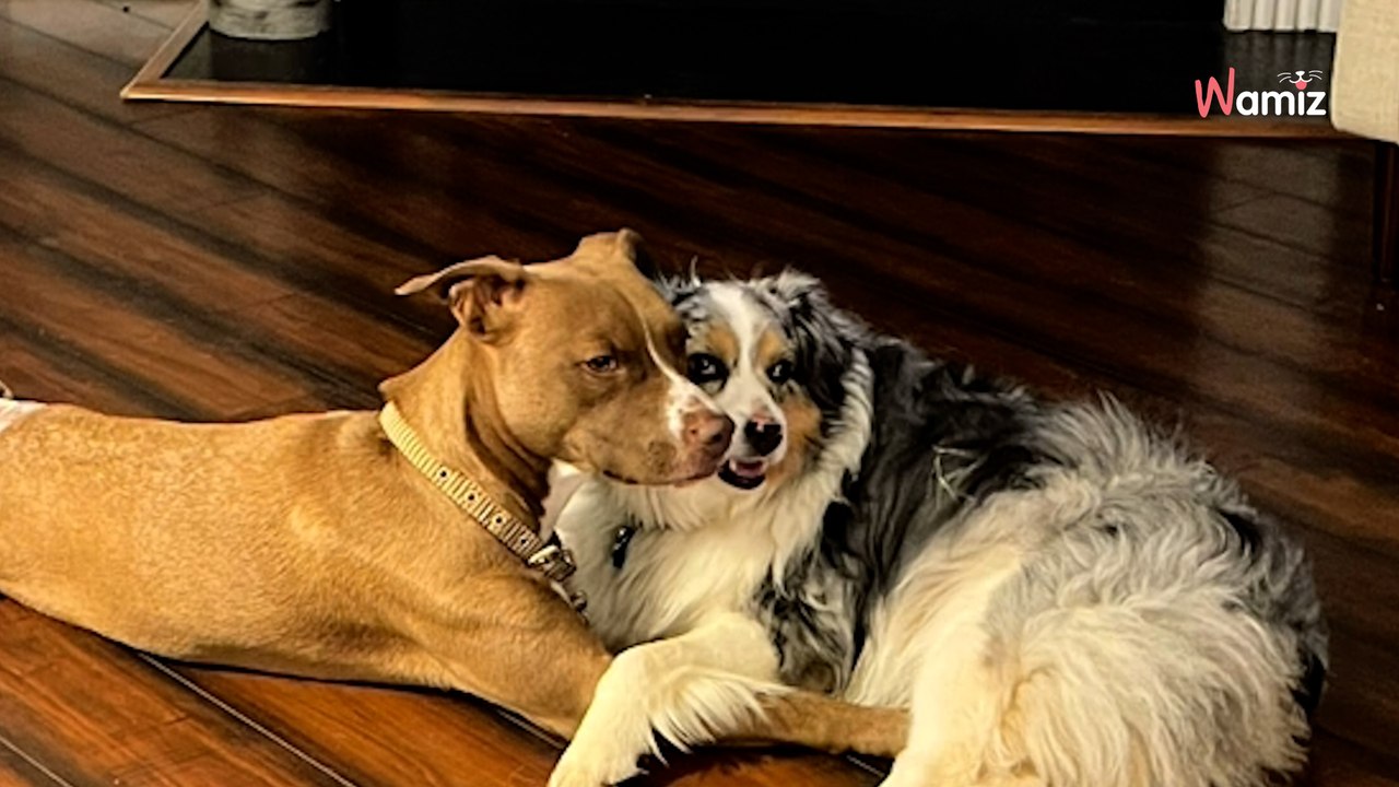 « Ils font aussi leur deuil » : une vidéo de deux chiens qui disent adieu à leur copain brise le coeur des internautes