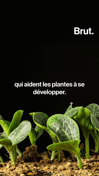 Pourquoi les vers de terre sont essentiels pour les humains ?