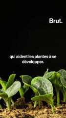 Pourquoi les vers de terre sont essentiels pour les humains ?