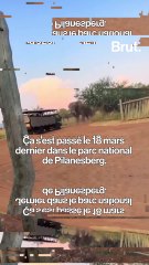 En Afrique du Sud, ces touristes ont eu la peur de leur vie.