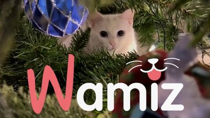 Recopilatorio navideño: perro y gato