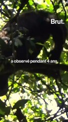 Les chimpanzés ont recours à la médecine traditionnelle.