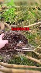 SAVING NEST! #animalstories #animals #animalrescue