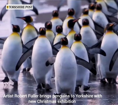 Artist Robert Fuller brings penguins to Yorkshire with new Christmas exhibition 4o