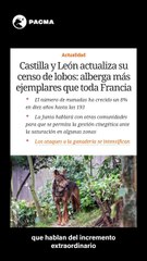 PACMA denuncia que la Junta manipula el "incremento espectacular" de lobos en Castilla y León