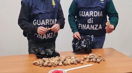 100 bulbi da papavero da oppio sequestrati sequestrati dai finanzieri (22.11.24)