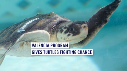 Valencia program gives turtles fighting chance
