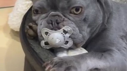 Cute French Bulldog holds onto her favorite dummy at bedtime