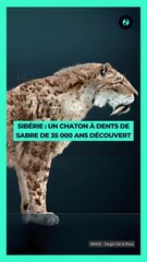 🦖 Un chaton à dents de sabre, datant d’il y a 35 000 ans, a été retrouvé parfaitement conservé en Sibérie. 🧊