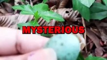 MYSTERY EGG! #animals #animalstories #animalrescue #cute